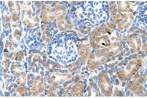 Human kidney (SGPP2 antibody  (C-Term))