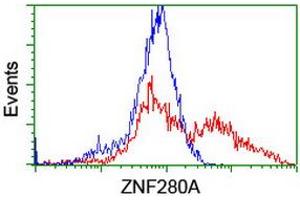 Image no. 2 for anti-Zinc Finger Protein 280A (ZNF280A) (AA 1-333) antibody (ABIN1490749) (ZNF280A antibody  (AA 1-333))