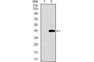 Western blot analysis using DNAL4 mAb against HEK293 (1) and DNAL4 (AA: 1-105)-hIgGFc transfected HEK293 (2) cell lysate.