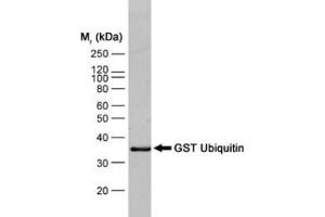 Western blot analysis of GST ubiquitin recombinant protein probed with MOUSE ANTI GST:BIOTIN (ABIN119344) followed by STREPTAVIDIN: HRP (GST antibody  (Biotin))