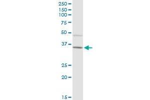 IGHA2 MaxPab polyclonal antibody. (IGHA2 antibody  (AA 1-477))