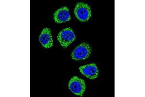 Confocal immunofluorescent analysis of PCDHB3 Antibody (N-term) (ABIN656093 and ABIN2845436) with U-251MG cell followed by Alexa Fluor 488-conjugated goat anti-rabbit lgG (green). (PCDHB3 antibody  (N-Term))