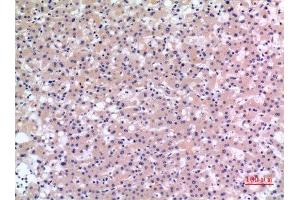Immunohistochemistry (IHC) analysis of paraffin-embedded Human Liver, antibody was diluted at 1:100. (CMTM6 antibody  (C-Term))