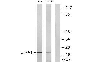 Western blot analysis of extracts from HeLa cells and HepG2 cells, using DIRA1 antibody. (DIRAS1 antibody  (C-Term))