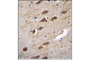 Immunohistochemistry analysis in Formalin Fixed, Paraffin embedded Human brain tissue stained with RUSC2 Antibody (N-term) followed by peroxidase conjugation of the secondary antibody and DAB staining. (RUSC2 antibody  (N-Term))