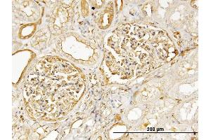 Immunoperoxidase of monoclonal antibody to MYH9 on formalin-fixed paraffin-embedded human kidney. (Myosin 9 antibody  (AA 131-220))
