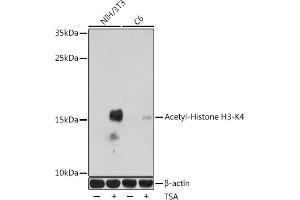 Western blot analysis of extracts of various cell lines, using Acetyl-Histone H3-K4 antibody (ABIN7267672) at 1:1000 dilution. (Histone 3 antibody  (H3K4))