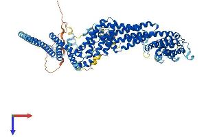 RINT1 Protein (AA 1-792) (His tag)