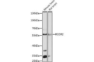 Western blot analysis of extracts of various cell lines, using RCOR2 antibody (ABIN7269921) at 1:1000 dilution. (Rcor2 antibody  (AA 250-350))