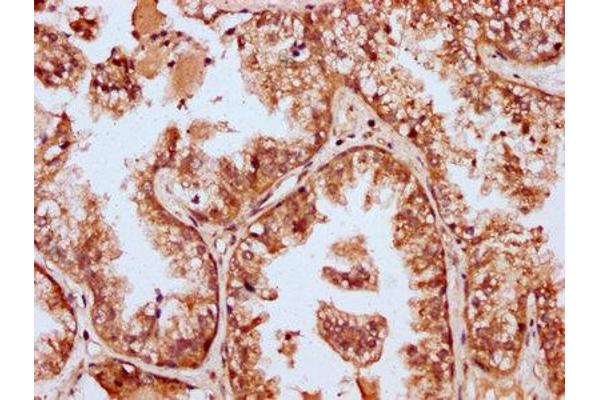 MBNL3 antibody  (AA 116-211)