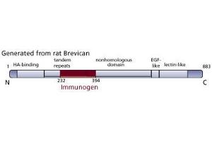 Image no. 3 for anti-Brevican (BCAN) (AA 232-394) antibody (ABIN968236) (BCAN antibody  (AA 232-394))