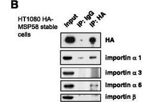 MSP58 interacts with importin α1 and α6. (KPNA4 antibody  (C-Term))