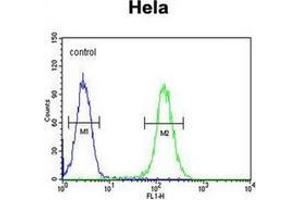 Flow cytometric analysis of Hela cells  using FOXL2 Antibody (N-term) Cat. (FOXL2 antibody  (N-Term))