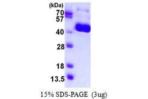 Image no. 1 for Influenza Hemagglutinin HA1 Chain (HA1) protein (His tag) (ABIN1098599) (Influenza Hemagglutinin HA1 Chain (HA1) protein (His tag))