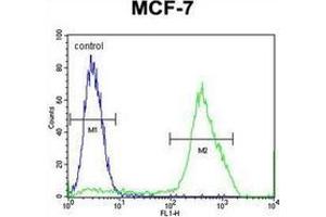 Flow cytometric analysis of MCF-7 cells using MBD3L3 Antibody (C-term) Cat. (MBD3L3 antibody  (C-Term))