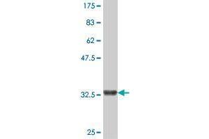 Western Blot detection against Immunogen (36. (SHANK2 antibody  (AA 1034-1124))