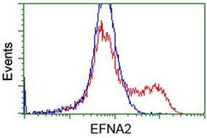 HEK293T cells transfected with either RC213728 overexpress plasmid (Red) or empty vector control plasmid (Blue) were immunostained by anti-EFNA2 antibody (ABIN2452979), and then analyzed by flow cytometry. (Ephrin A2 antibody)