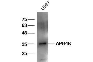 U937 lysates probed with Rabbit Anti-ATG4B Polyclonal Antibody, Unconjugated  at 1:5000 for 90 min at 37˚C. (ATG4B antibody  (AA 85-200))