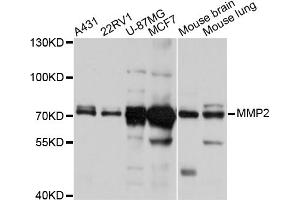 Western blot analysis of extracts of various cell lines, using MMP2 antibody (ABIN5998246) at 1/1000 dilution. (MMP2 antibody)