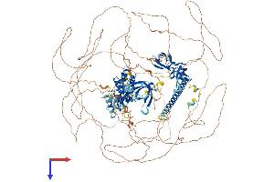 AlphaFold protein structure predicition of Mouse Recombinant Arid4b Protein, UniprotID A2CG63 (BRCAA1 Protein (AA 1-1314) (His tag))