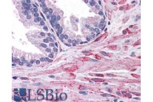 ABIN184684 (3. (ELMO2 antibody  (C-Term))
