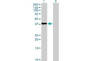 Western Blot analysis of PAFAH2 expression in transfected 293T cell line by PAFAH2 MaxPab polyclonal antibody. (PAFAH2 antibody  (AA 1-392))