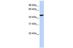 GABRR2 antibody used at 1 ug/ml to detect target protein. (GABRR2 antibody)
