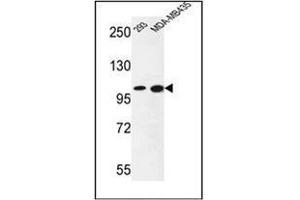 Western blot analysis of NCOA7 Antibody (N-term) in 293, MDA-MB435 cell line lysates (35ug/lane).