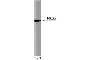 Western blot analysis of Sec8 on a MDCK cell lysate (Canine kidney, ATCC CCL-34).