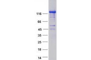 CADPS2 Protein (Transcript Variant 1) (Myc-DYKDDDDK Tag)