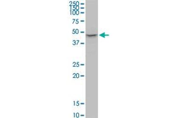 P2RX2 antibody  (AA 128-205)