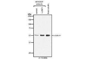 Western blot analysis of protein acetylation with anti-α-Tubulin (acetylated), mAb (TEU318) . (alpha Tubulin antibody)