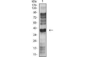 Western blot analysis using CD195 mouse mAb against L-02 (1) cell lysate. (CCR5 antibody)