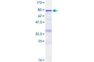 UGDH Protein (AA 1-494) (GST tag)