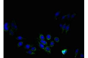 Immunofluorescent analysis of HepG2 cells using ABIN7163250 at dilution of 1:100 and Alexa Fluor 488-congugated AffiniPure Goat Anti-Rabbit IgG(H+L) (PTDSS1 antibody  (AA 1-35))