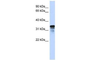 FAM82B antibody used at 1 ug/ml to detect target protein. (FAM82B antibody  (N-Term))