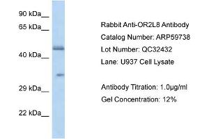 Western Blotting (WB) image for anti-Olfactory Receptor, Family 2, Subfamily L, Member 8 (OR2L8) (C-Term) antibody (ABIN2788186) (OR2L8 antibody  (C-Term))