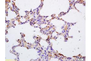 Formalin-fixed and paraffin embedded mouse lung labeled with Rabbit Anti Jak3 Polyclonal Antibody, Unconjugated (ABIN681013) at 1:200 followed by conjugation to the secondary antibody and DAB staining (JAK3 antibody  (AA 601-700))