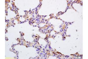 Formalin-fixed and paraffin embedded mouse lung labeled with Rabbit Anti Jak3 Polyclonal Antibody, Unconjugated (ABIN681013) at 1:200 followed by conjugation to the secondary antibody and DAB staining