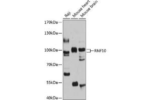 Western blot analysis of extracts of various cell lines, using RNF10 antibody (ABIN6128687, ABIN6147001, ABIN6147002 and ABIN6215902) at 1:1000 dilution. (RNF10 antibody  (AA 552-811))
