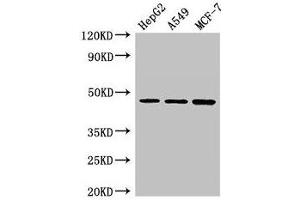 Western Blot Positive WB detected in: HepG2 whole cell lysate, A549 whole cell lysate, MCF-7 whole cell lysate All lanes: MAEA antibody at 3 μg/mL Secondary Goat polyclonal to rabbit IgG at 1/50000 dilution Predicted band size: 46, 41, 37, 27 kDa Observed band size: 46 kDa (MAEA antibody  (AA 299-356))