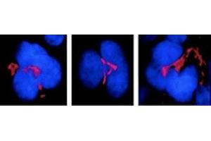 Immunocytochemistry/Immunofluorescence analysis using Mouse Anti-FKBP51 Monoclonal Antibody, Clone Hi51B (ABIN361795 and ABIN361794).