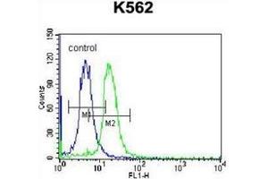 Flow cytometric analysis of K562 cells using STARD5 Antibody (N-term) Cat.