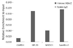 Chromatin immunoprecipitation analysis of extracts of HeLa cells, using Histone H2A. (Histone H2A antibody)