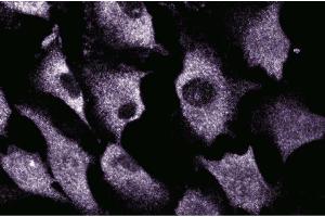 Immunofluorescent staining of EaHy cells. (SRPK1 antibody  (AA 312-434))