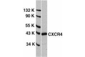 Western Blotting (WB) image for anti-Chemokine (C-X-C Motif) Receptor 4 (CXCR4) (N-Term) antibody (ABIN2478903) (CXCR4 antibody  (N-Term))