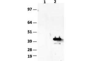 Western Blotting (WB) image for anti-Hes Family bHLH Transcription Factor 1 (HES1) (AA 1-280) antibody (ABIN2722644) (HES1 antibody  (AA 1-280))