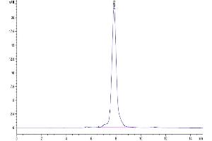 The purity of Mouse MFAP5 is greater than 95 % as determined by SEC-HPLC. (MFAP5 Protein (AA 29-164) (Fc Tag))