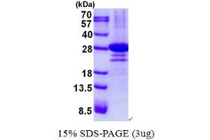 Image no. 1 for D-Tyrosyl-tRNA Deacylase 1 Homolog (S. Cerevisiae) (DTD1) protein (His tag) (ABIN1098471)