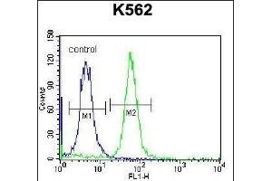 RAB3D Antibody (C-term) (ABIN657140 and ABIN2846278) flow cytometric analysis of K562 cells (right histogram) compared to a negative control cell (left histogram).